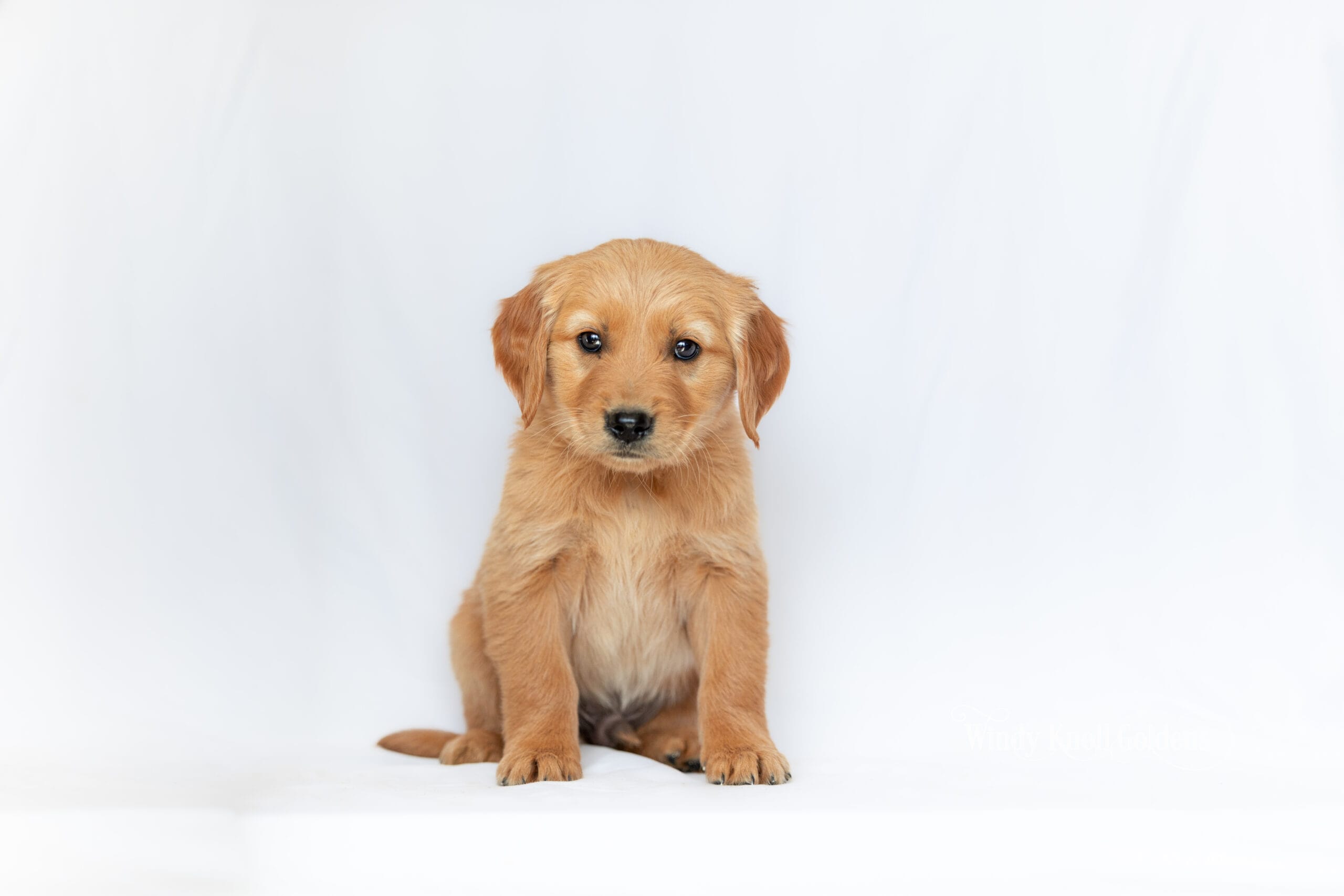 A cream golden retriever puppy sitting up straight with both front paws planted and its ears standing, photographed at Windy Knoll Goldens before going home.