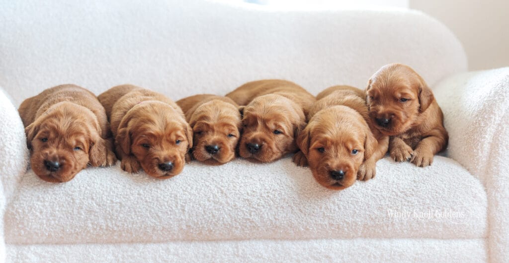 Our golden retriever puppies growing up together, lying in a row on the couch with their eyes just starting to open, at Windy Knoll Goldens in Bradford, Maine.