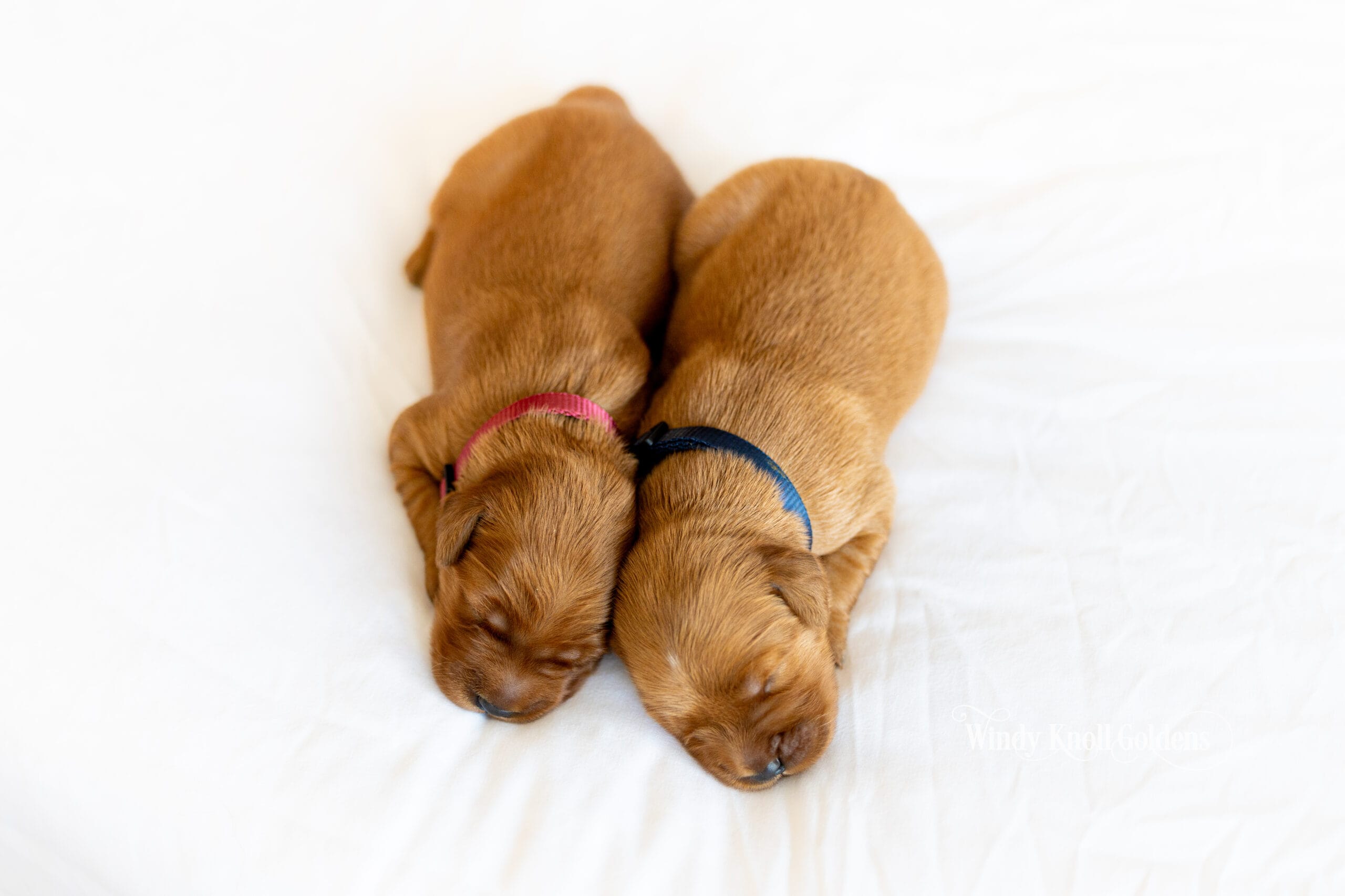 Two puppies from the Bradford and Emerald litter asleep nose to nose, one in a pink collar and one in a blue collar.