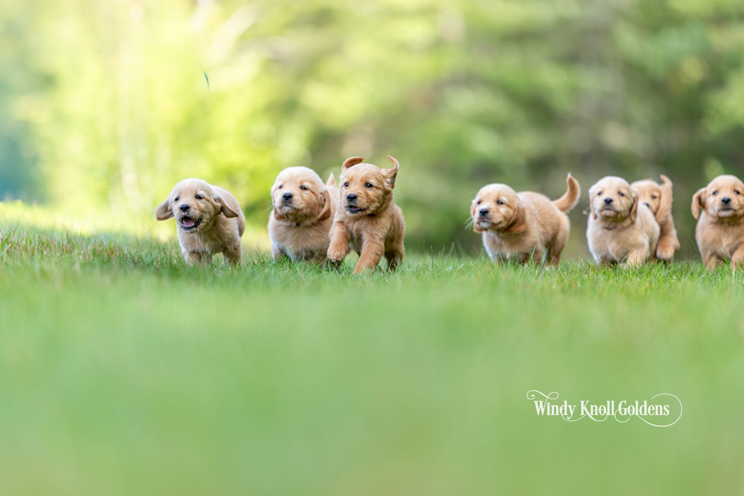 Seven of our 7 week old golden retriever puppies running together across the green grass at Windy Knoll Goldens in Bradford, Maine.