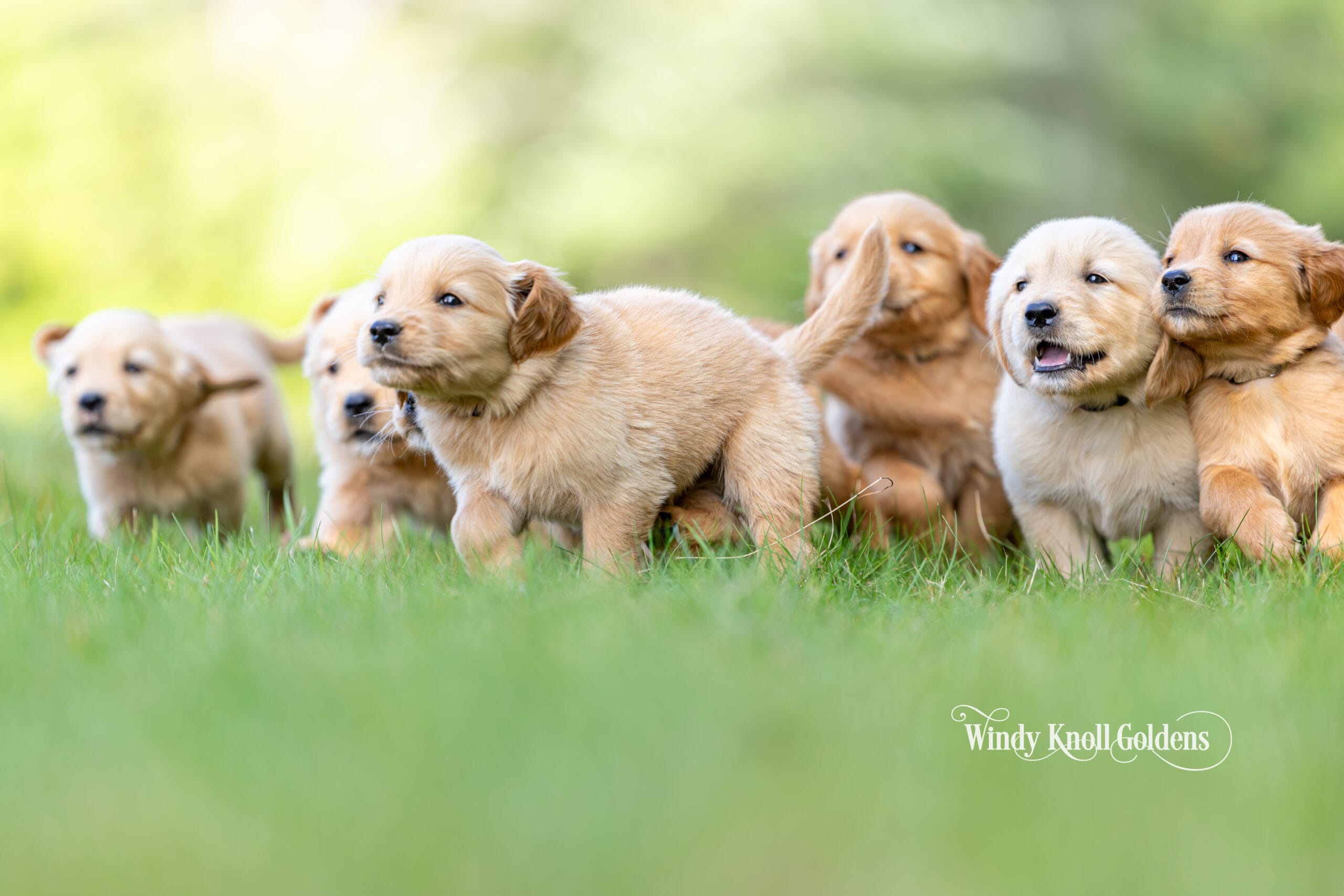 Six golden retriever puppies from the George and Violet litter playing together in the grass outside.