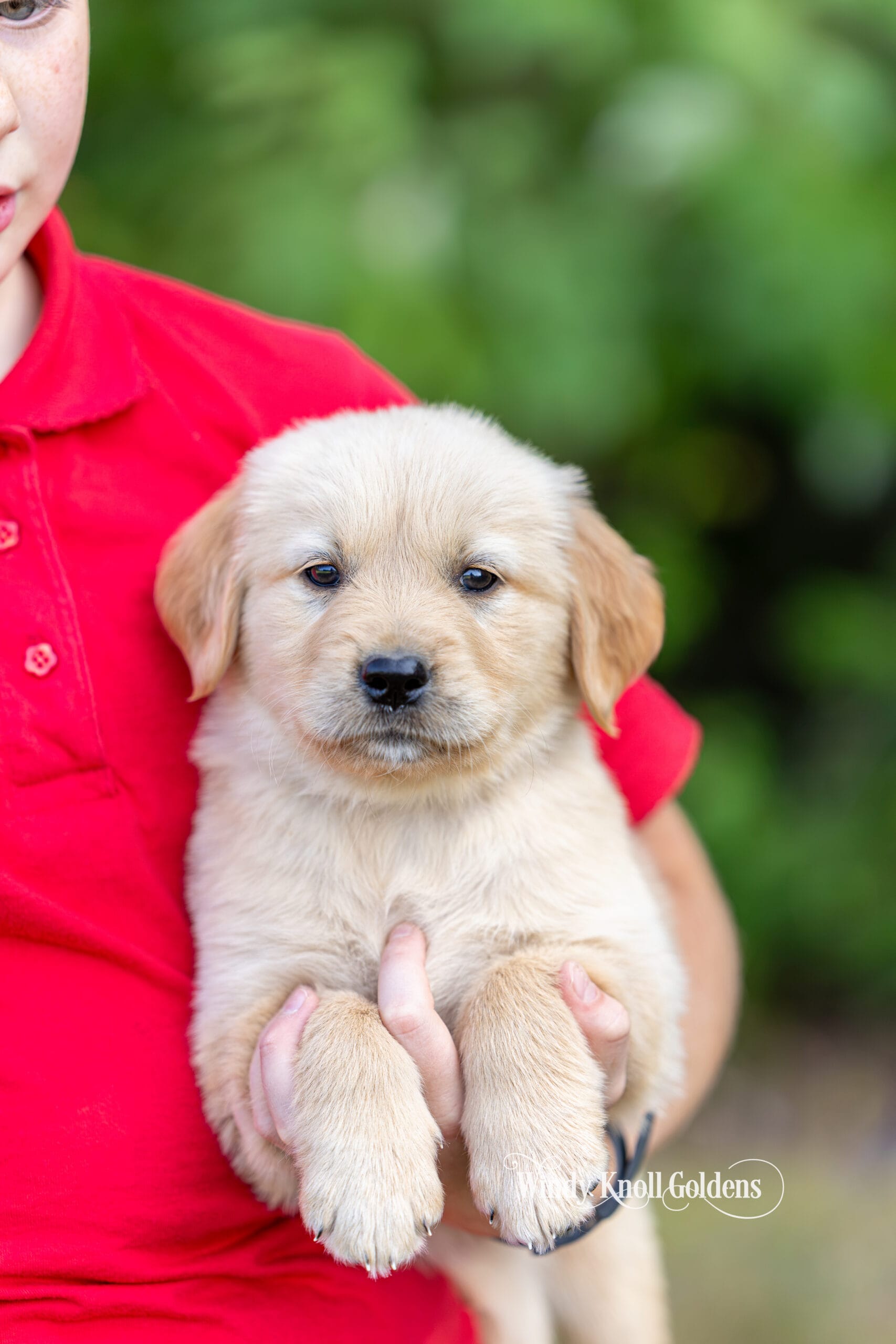 One of Violet's golden retriever puppies being held up in someone's arms outdoors at Windy Knoll Goldens.
