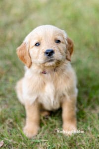 A single light golden puppy from Violet's litter sitting in the grass and looking straight at the camera.