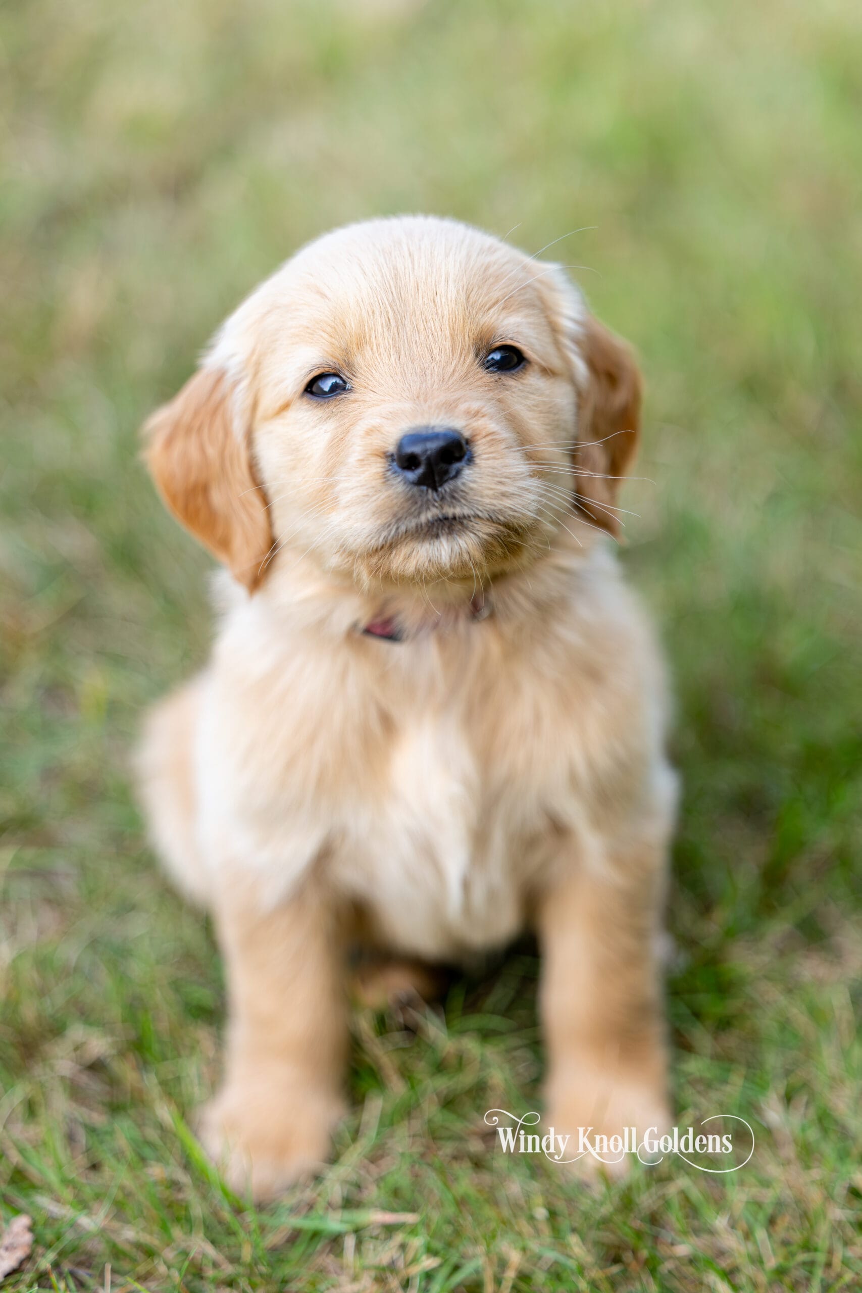 A single light golden puppy from Violet's litter sitting in the grass and looking straight at the camera.