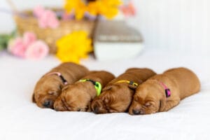 Four of our newborn golden retriever puppies asleep together in their collars in the nursery at Windy Knoll Goldens in Bradford, Maine.