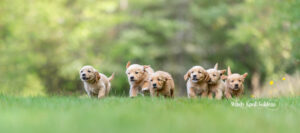 Six light golden retriever puppies running through the sunlit grass together on the farm in Bradford, Maine.
