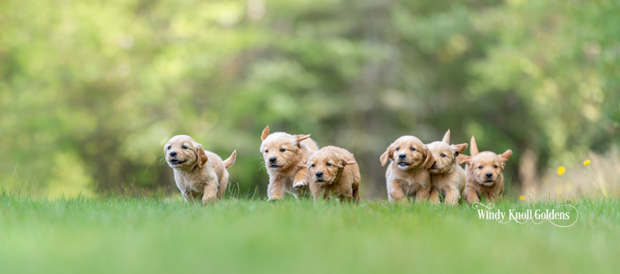 Six light golden retriever puppies running through the sunlit grass together on the farm in Bradford, Maine.