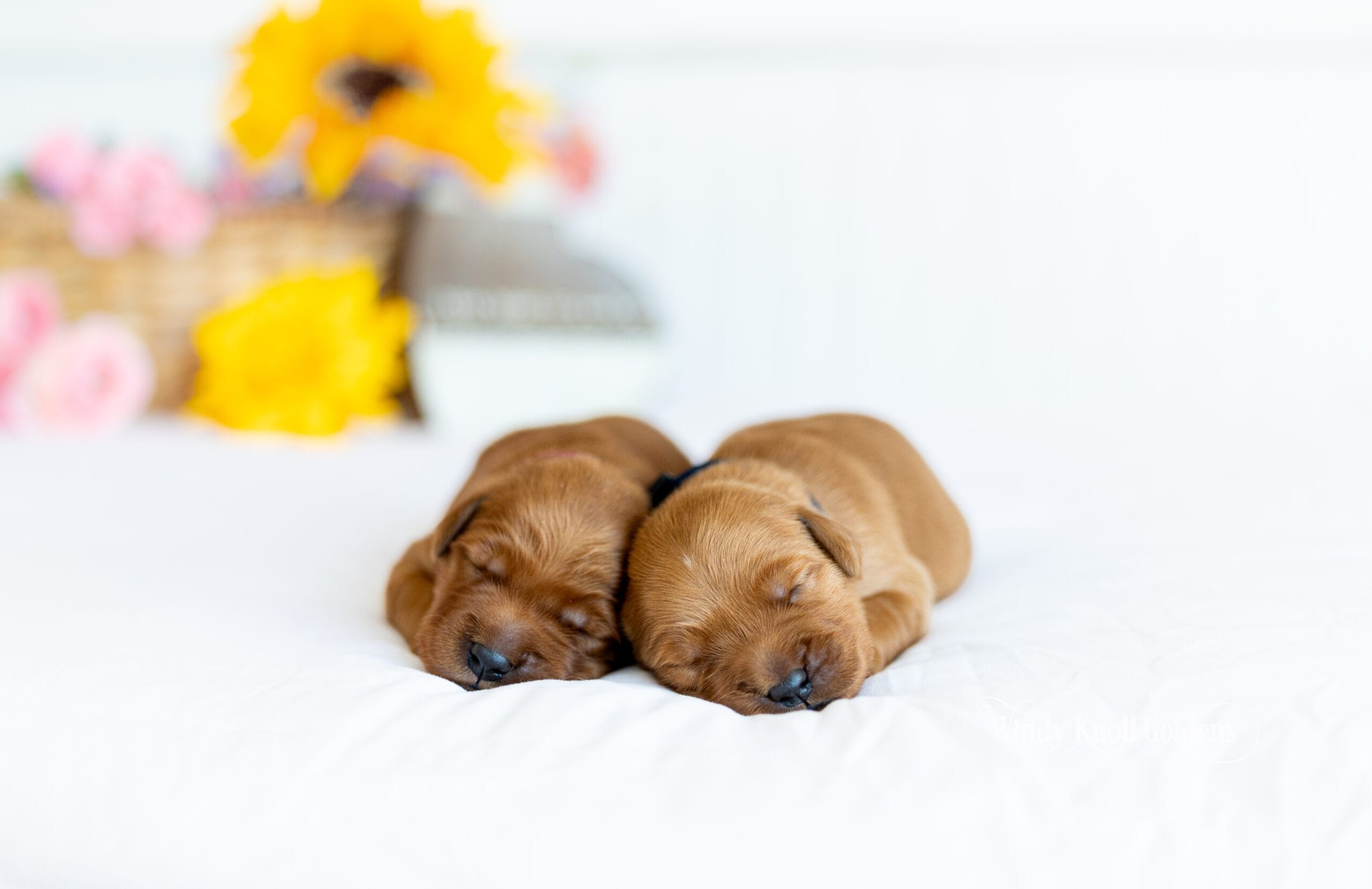 Two of the Bradford and Emerald puppies asleep side by side on a white blanket, with flowers on the table behind them.