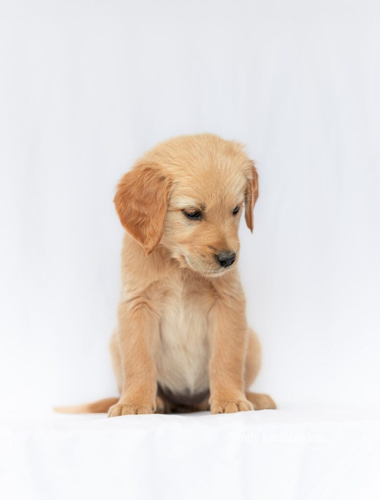 A blond golden retriever puppy sitting upright in a tall portrait with its head dipped slightly towards the floor, taken before go home day in Bradford, Maine.