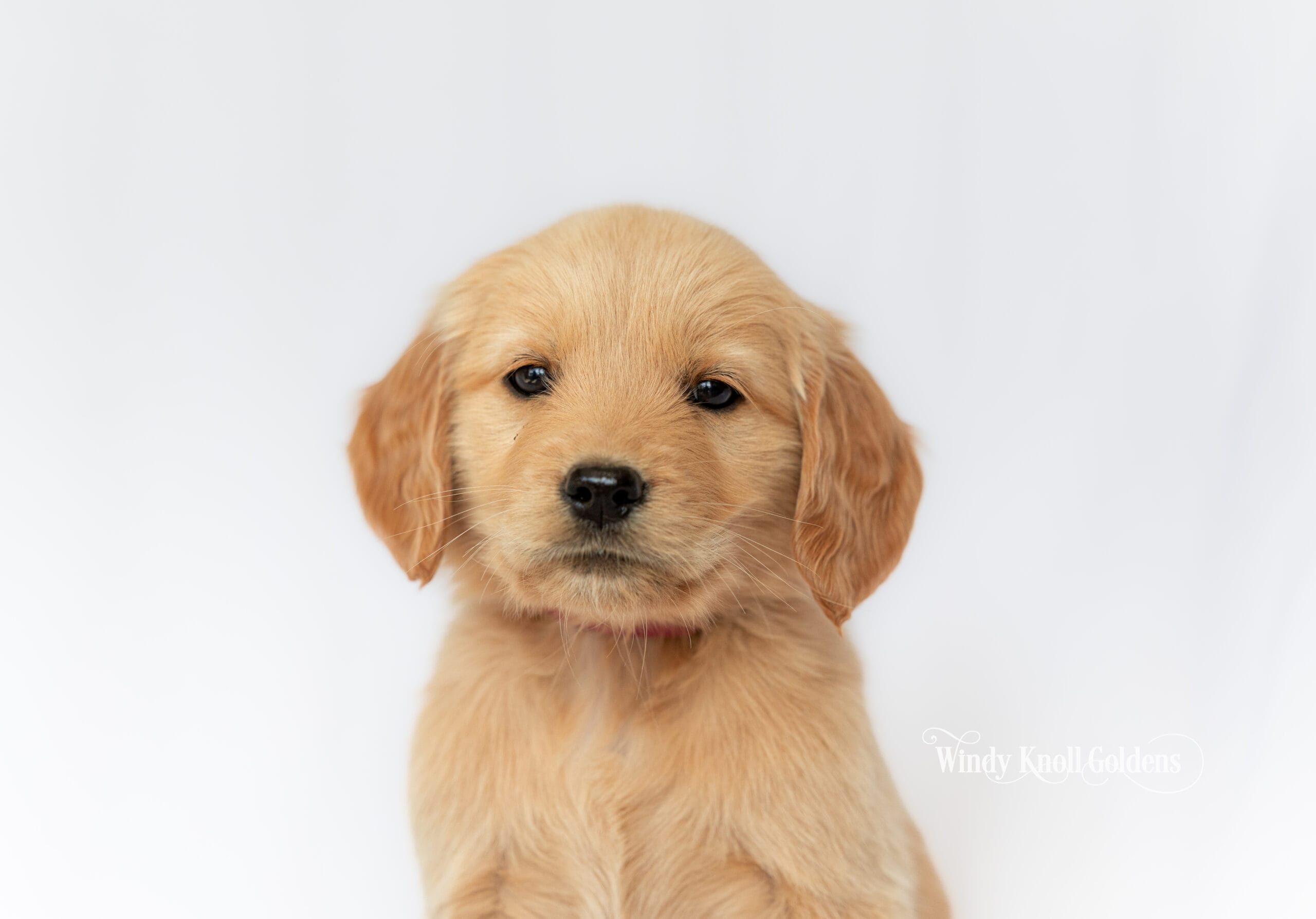 A blond golden retriever puppy from the George and Violet litter sitting upright with its head tipped slightly to one side and its ears hanging soft, photographed in Bradford, Maine.