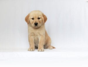 A cream coloured golden retriever puppy sitting square on with its ears pricked and both front paws showing, on its last week at Windy Knoll Goldens.
