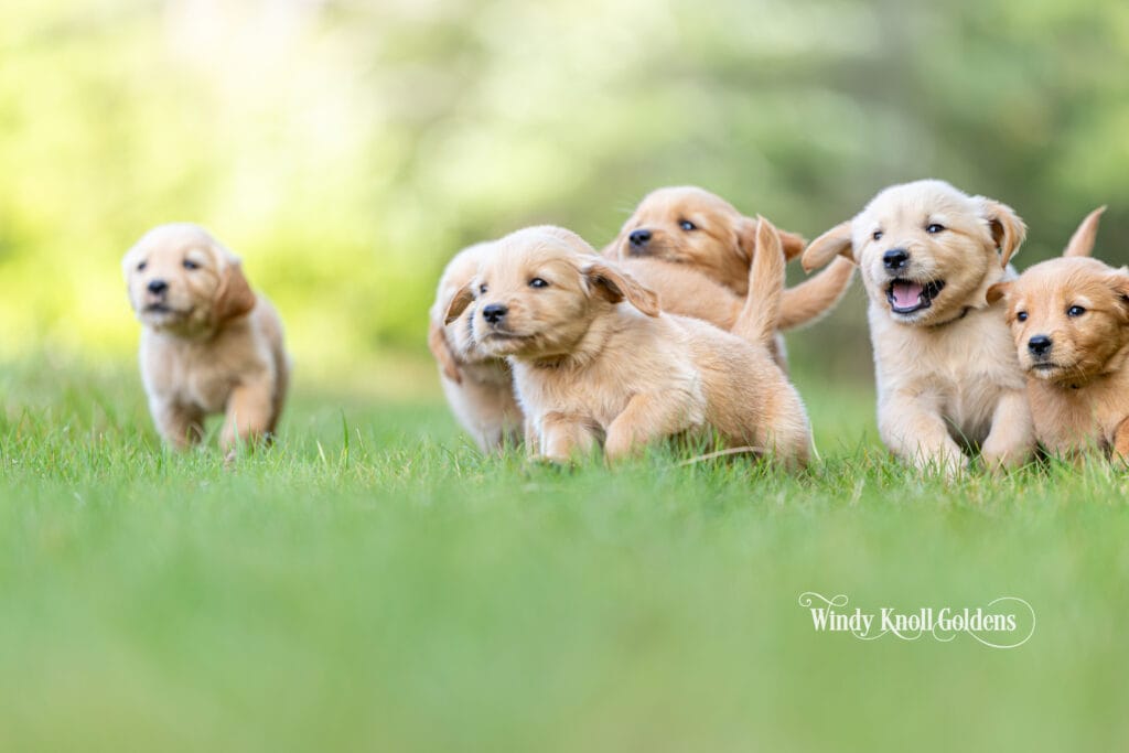stop puppy biting