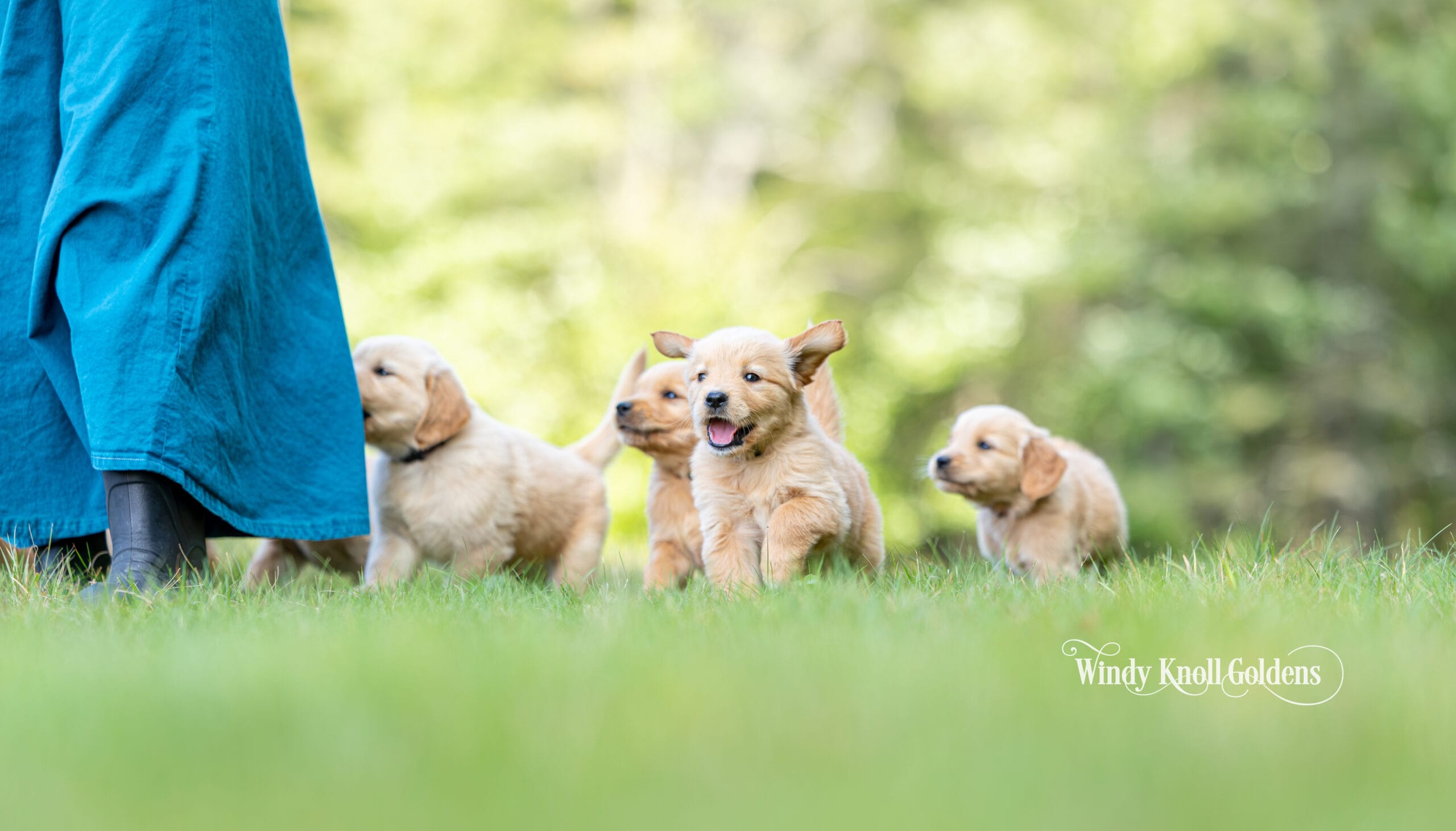 Four of Violet's puppies playing on the lawn while one of them comes over to say hello to a person nearby.