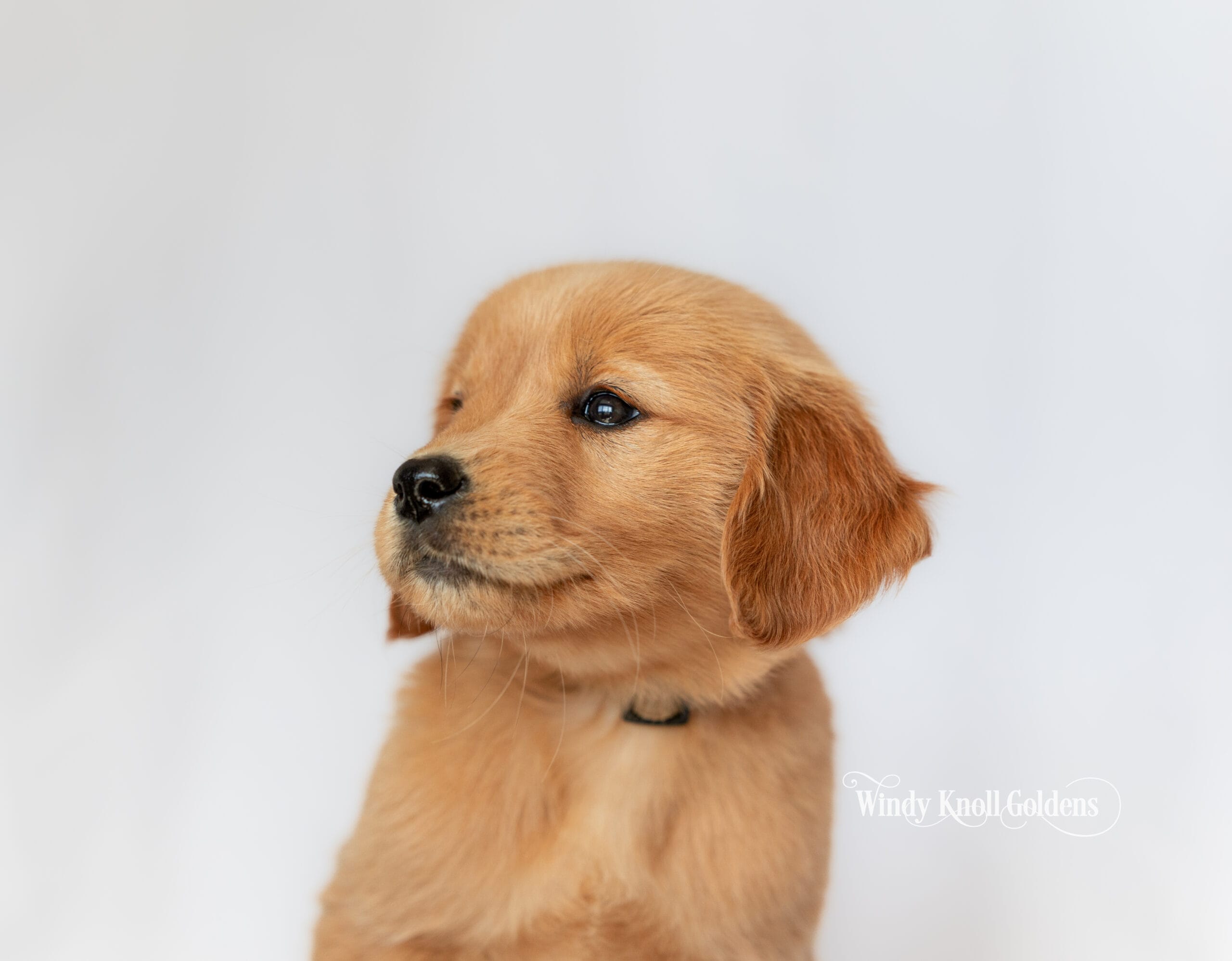 A light golden puppy from Violet's litter seated with its head turned gently to the left, taken for the litter's go home portraits in Bradford, Maine.