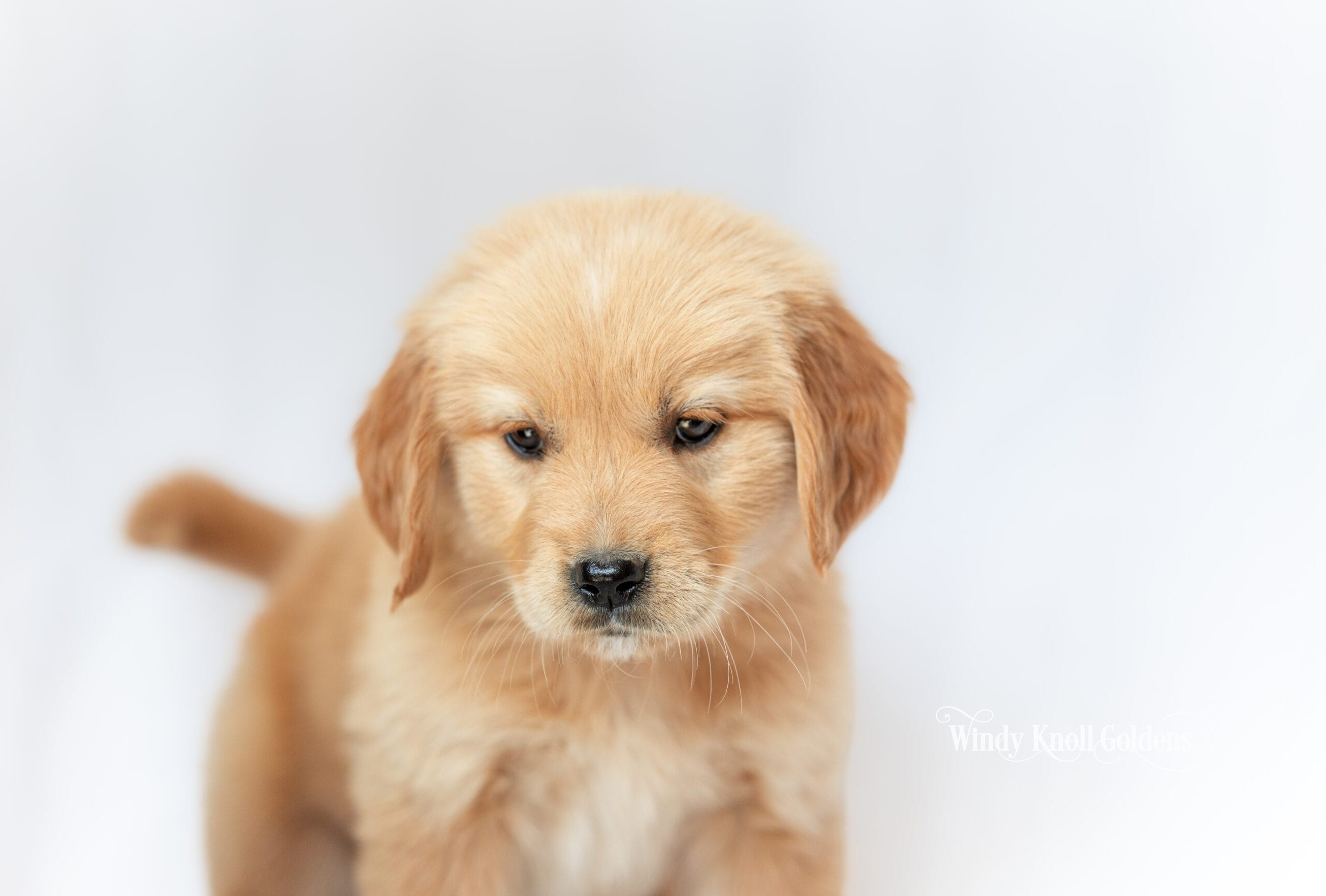 A golden retriever puppy from the George and Violet litter sitting with its head dipped down, caught mid thought during the go home portraits.
