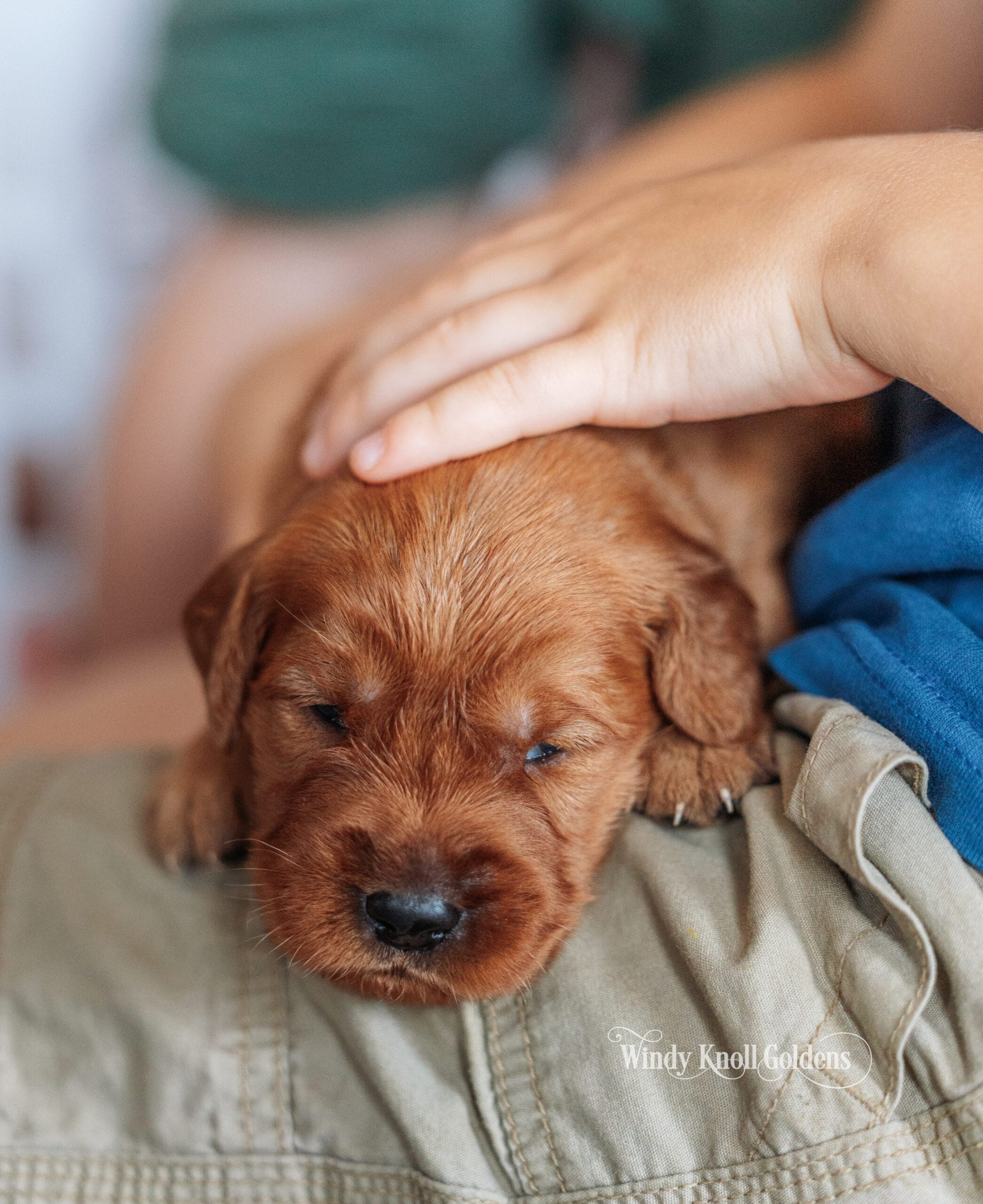 One of Emerald's puppies asleep on a lap while a hand rests gently on its back, at Windy Knoll Goldens in Bradford, Maine.