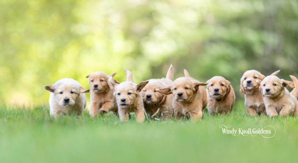 7 week old golden retriever puppy at Windy Knoll Goldens