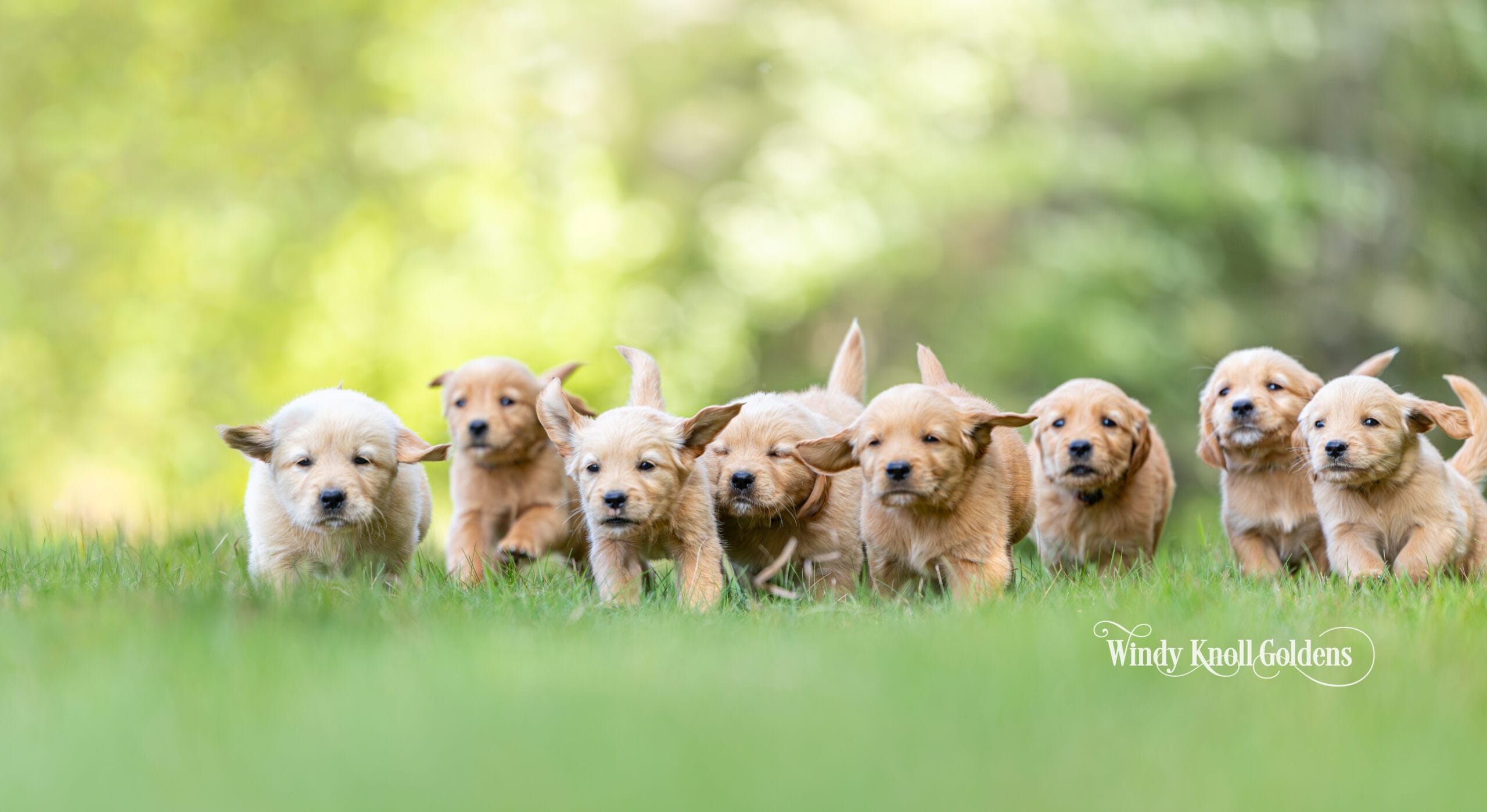 Eight light golden puppies from Violet and George's litter running together through the green field.