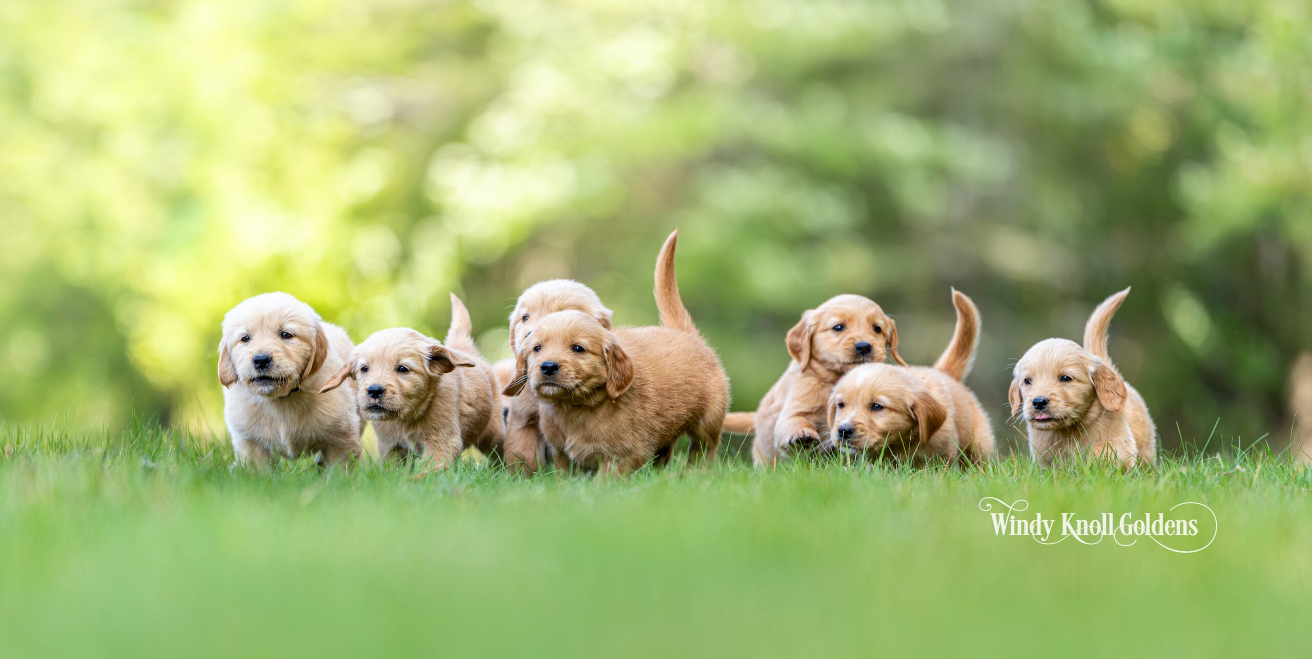 Seven blond golden retriever puppies spread out across the lawn exploring the grass at Windy Knoll Goldens.