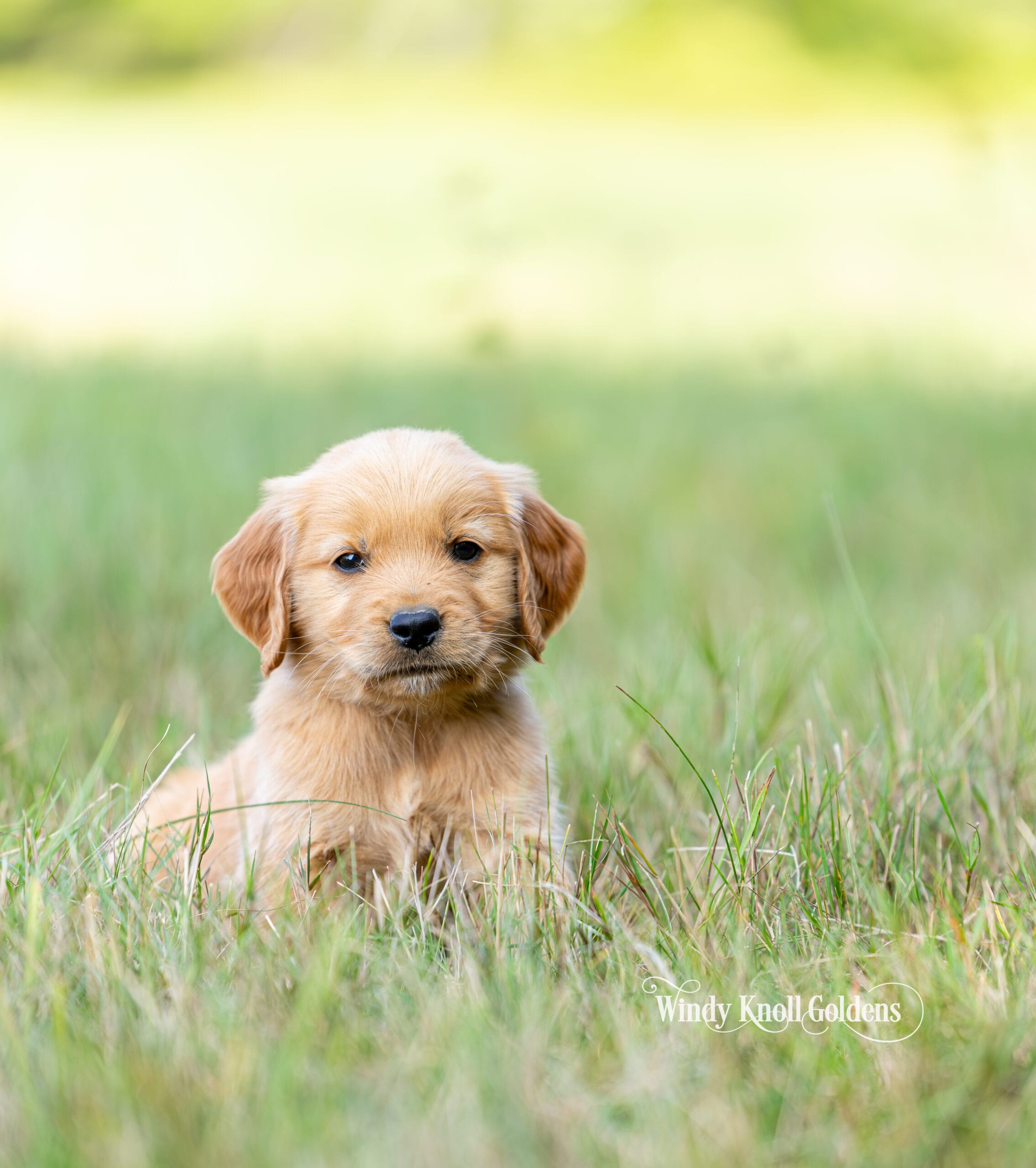 A single golden retriever puppy from the July litter lying calmly in the grass and watching the camera.