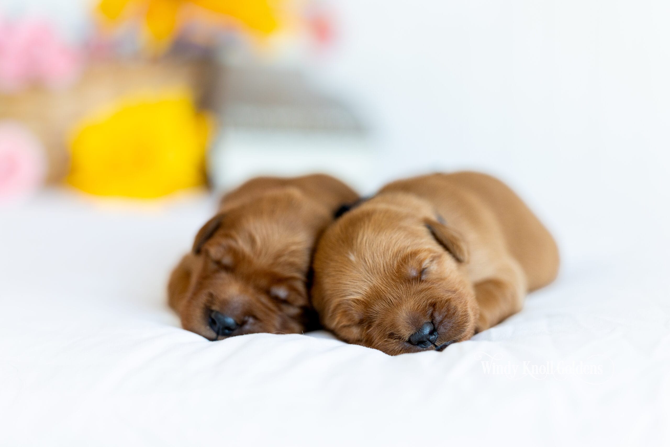 Two of Emerald's puppies curled up asleep together on a soft white blanket at the farm in Bradford, Maine.