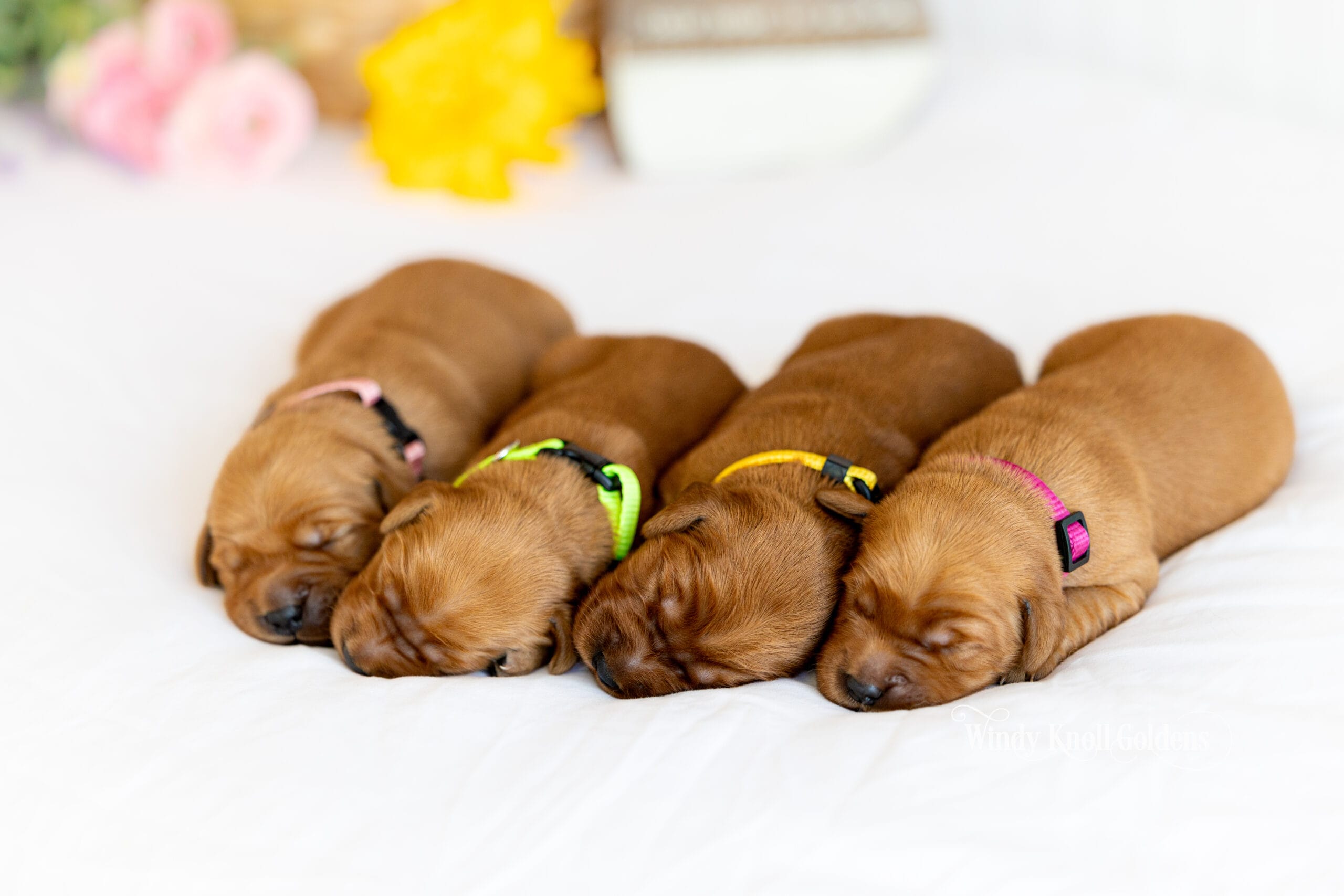 Four of Emerald's puppies sleeping in a row with their heads resting against one another, each in a different colored collar.