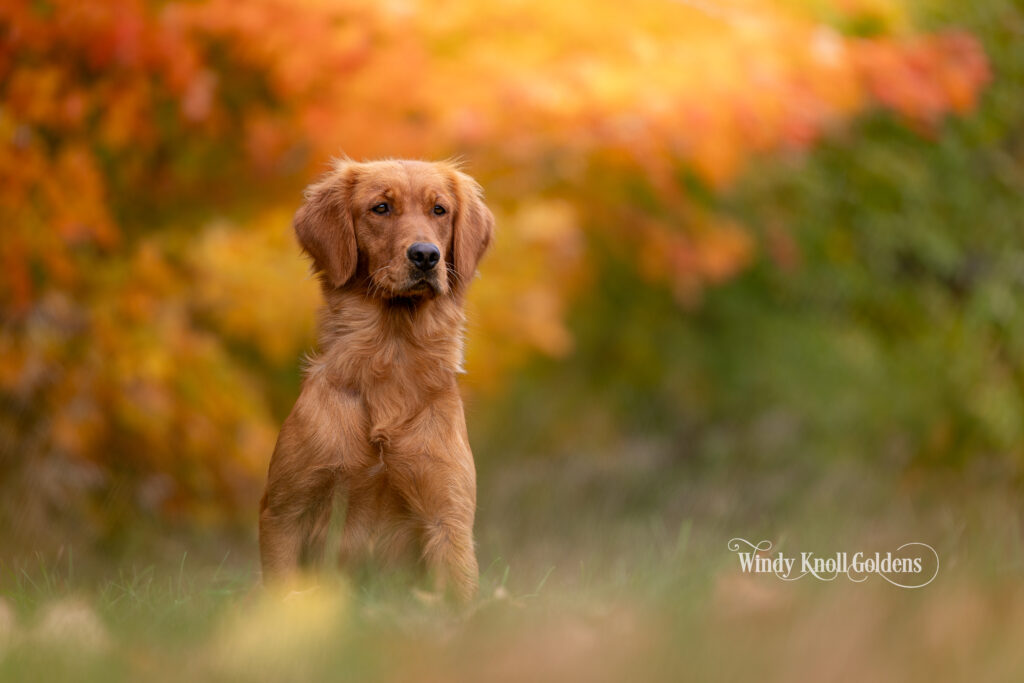 dark field golden retriever