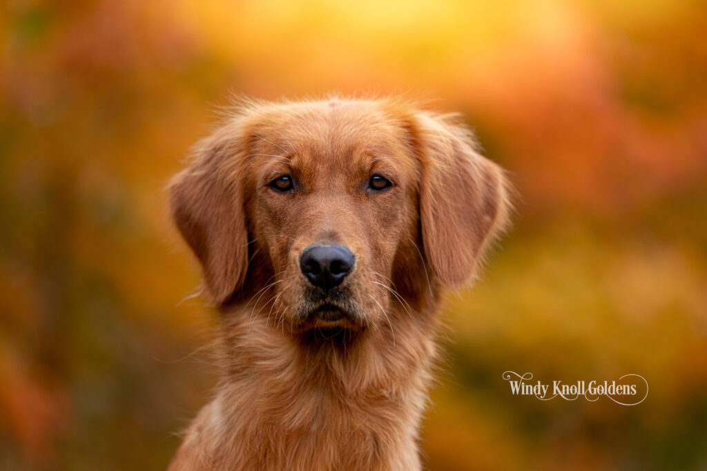 field golden