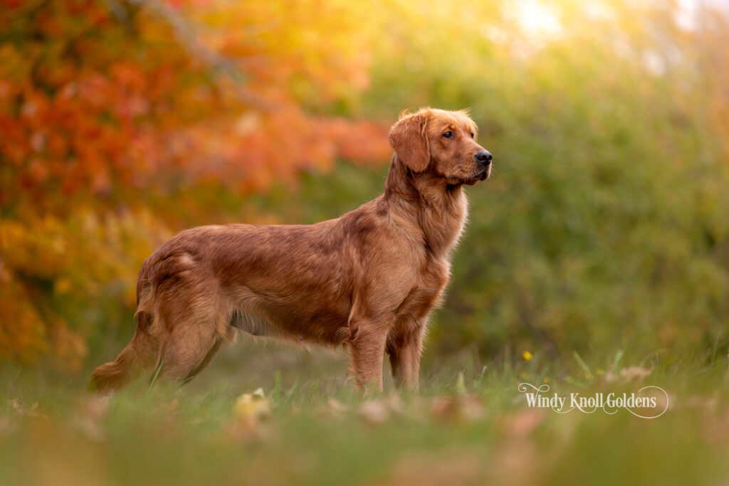 dark red field golden retreiver in maine