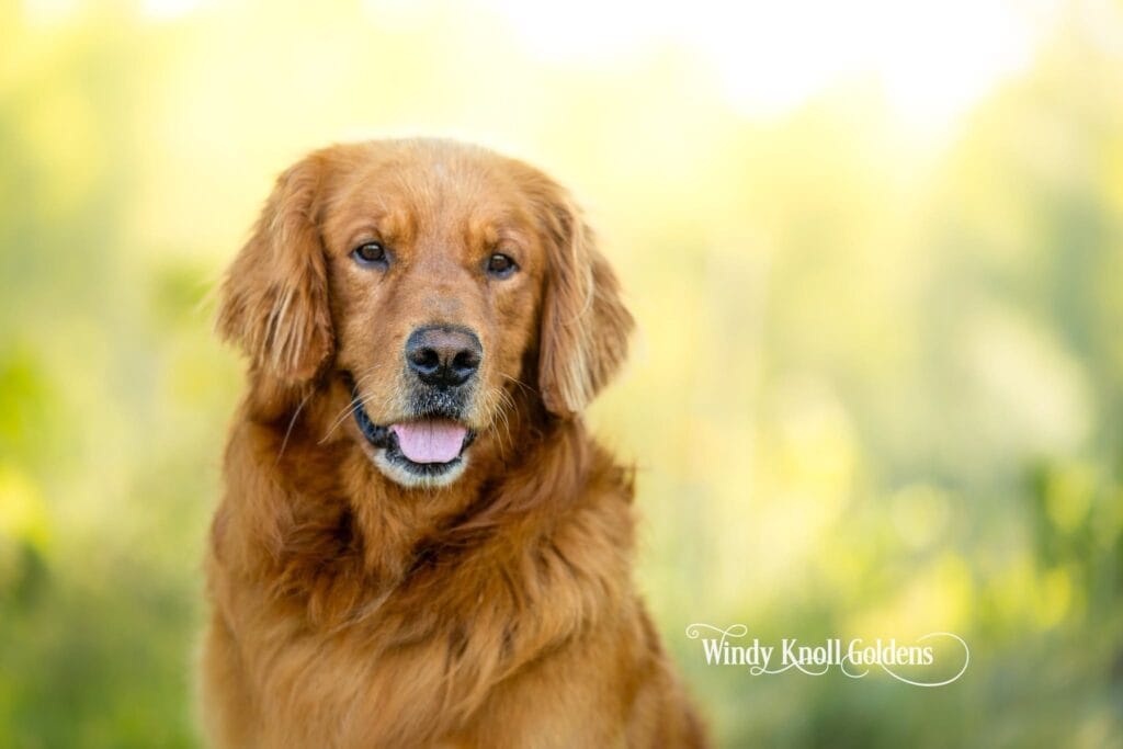 George facing the camera with his mouth open, against the blurred green and gold of the fall fields at Windy Knoll Goldens.