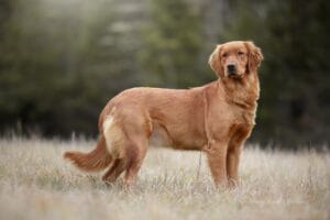 Acadia, a dark red AKC Golden Retriever female standing in a field at Windy Knoll Goldens in Bradford, Maine