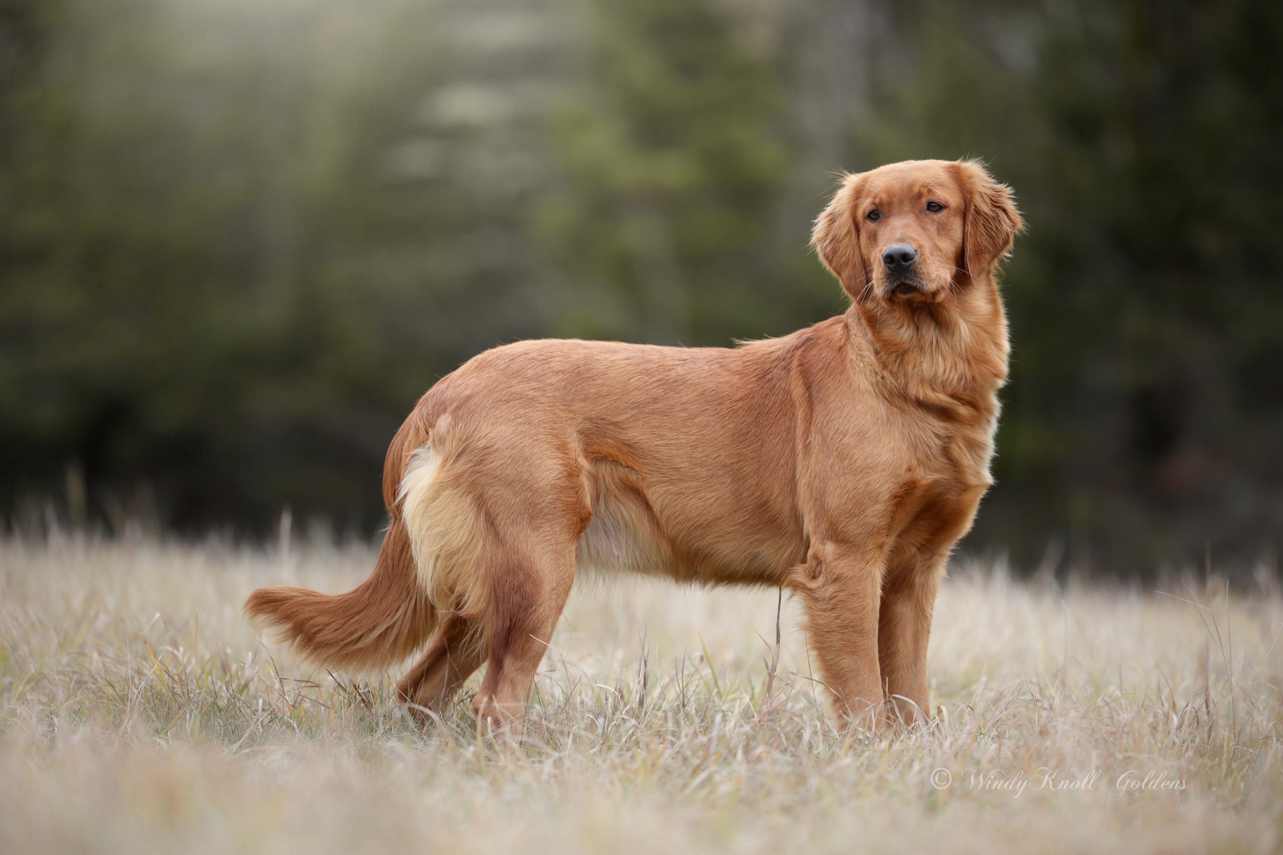 Acadia, a dark red AKC Golden Retriever female standing in a field at Windy Knoll Goldens in Bradford, Maine