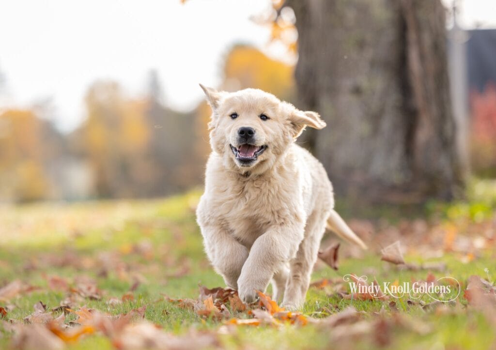 Arthur, a light honey colored golden retriever puppy, running across the fall leaves with his ears flying at Windy Knoll Goldens in Bradford, Maine.