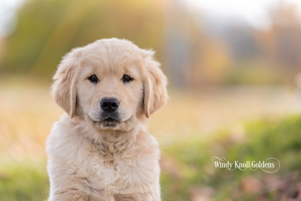Arthur looking straight into the camera, with blurred fall colors and a green field behind him.