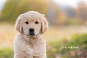 Arthur, a light honey colored golden retriever puppy, sitting and facing the camera against the blurred greens of the fields at Windy Knoll Goldens in Bradford, Maine.