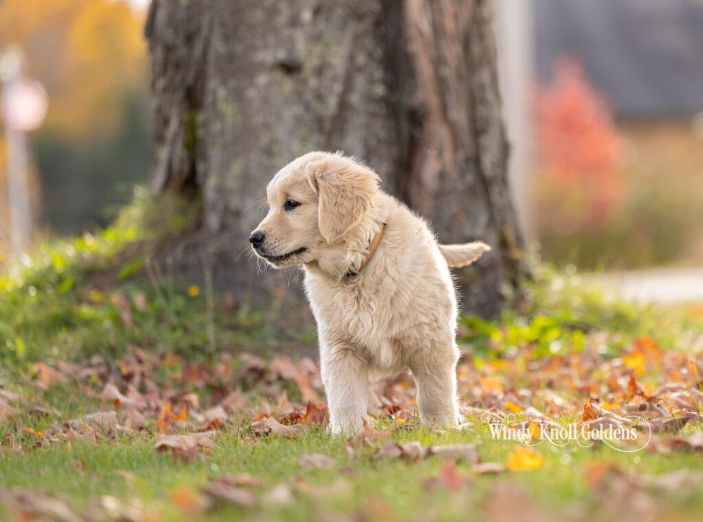 Arthur standing beside the maple trunk with his tail up, looking off to the side in the fall leaves.