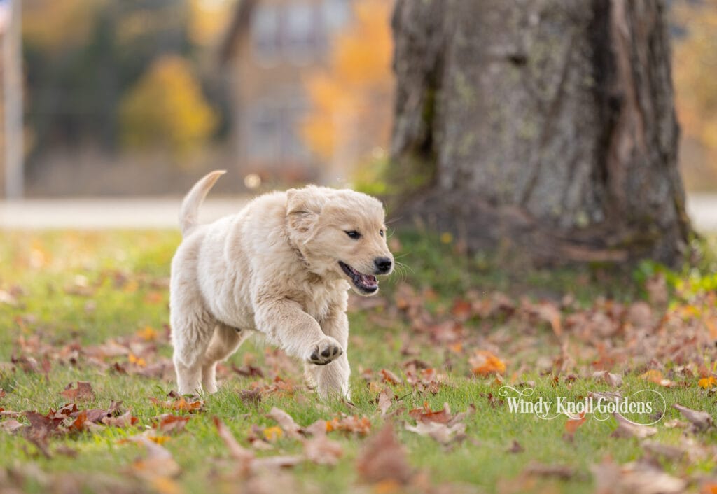 Arthur bounding through the fall leaves in front of the maple tree with one front paw up.