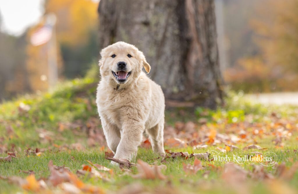 Arthur running straight toward the camera with his mouth open, past the big maple trunk.