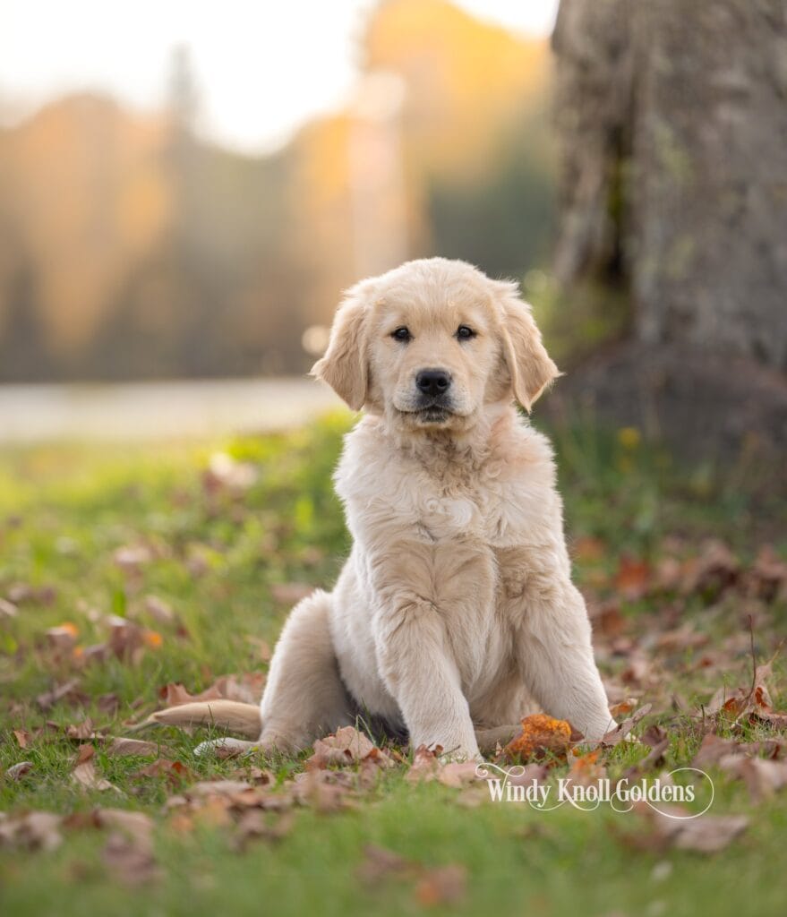 Arthur sitting nicely under the maple tree with fallen leaves all around him.