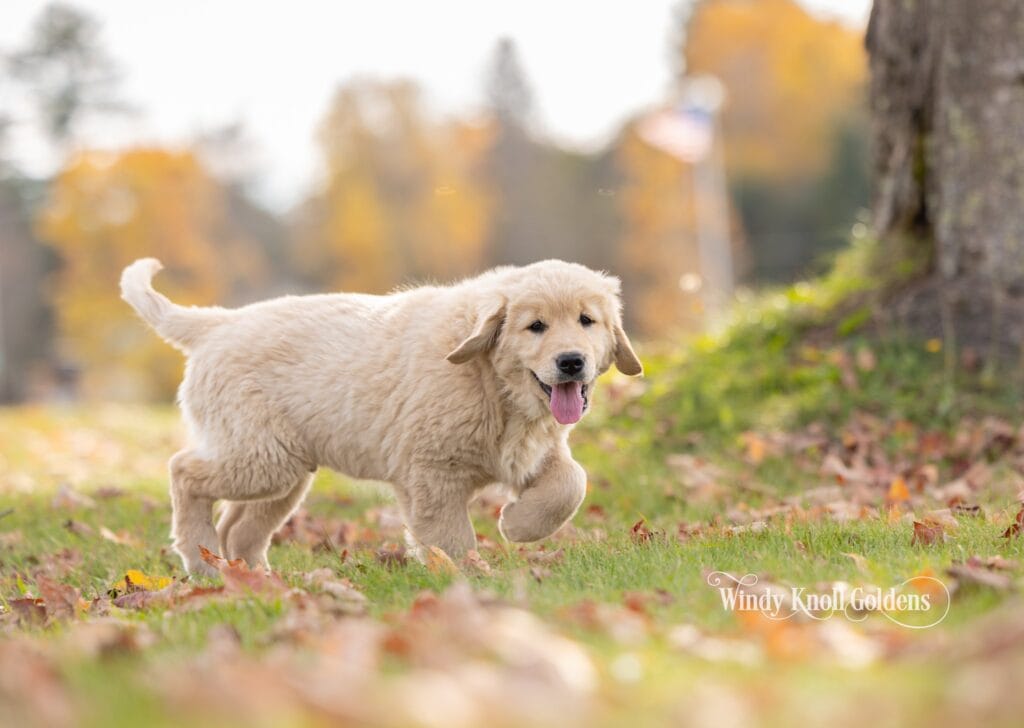 Arthur walking through the leaves with his tongue out and his tail curled up.