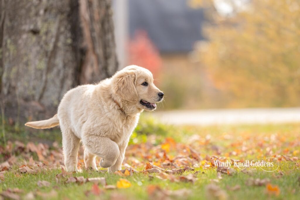 Arthur trotting across the lawn past the maple tree, with orange fall trees in the background.