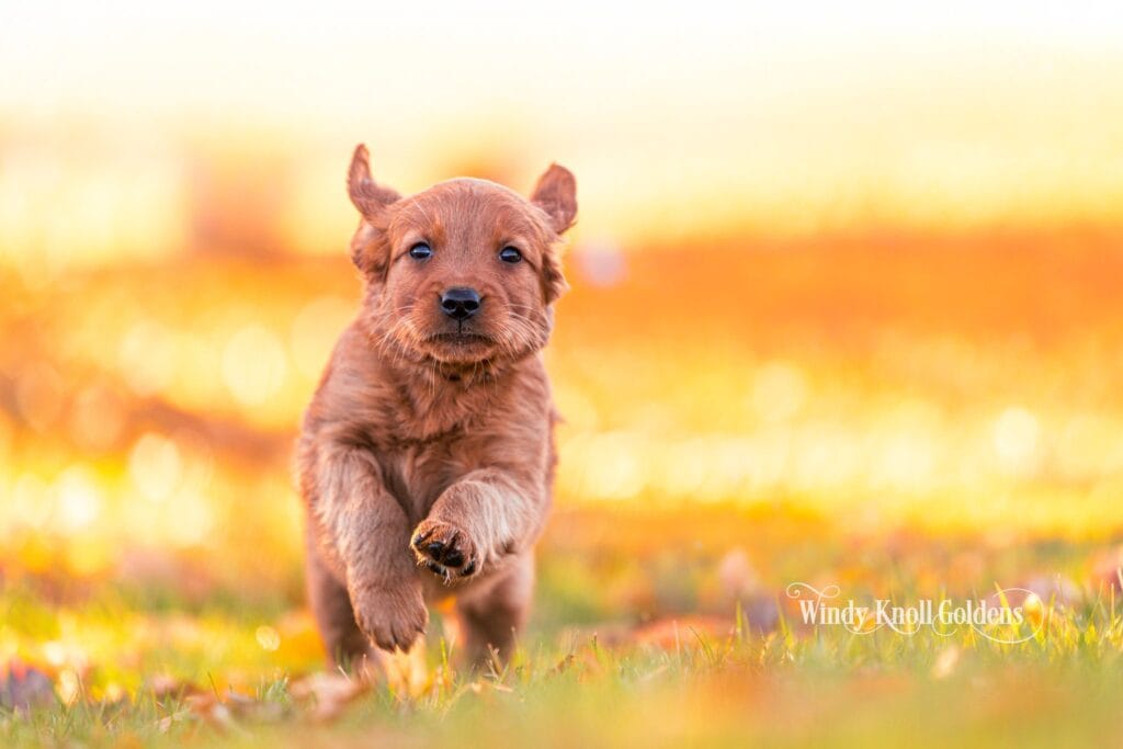Bambi, a golden retriever puppy, runs toward the camera with ears flying at Windy Knoll Goldens