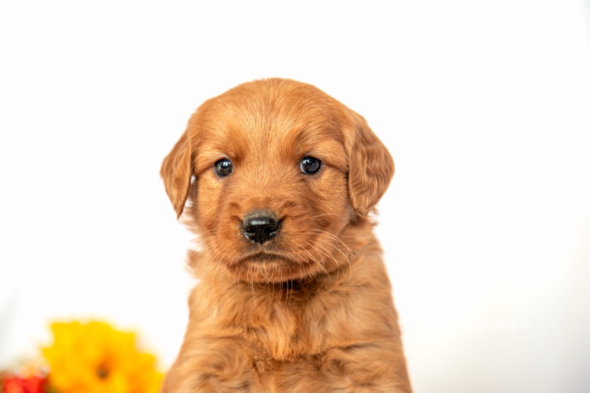 Bambi, a red golden retriever puppy from Windy Knoll Goldens, close up headshot with fall flowers
