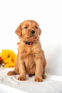 Bambi, a red golden retriever puppy from Windy Knoll Goldens, sitting on a white blanket beside fall flowers, one of Bradford and Emerald's golden retriever puppies at 5 weeks