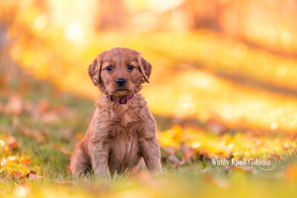 Bambie, a golden retriever puppy in a red collar, sits in the grass among fall leaves at Windy Knoll Goldens