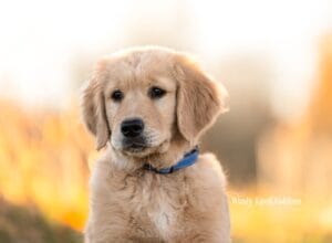 Close headshot of Charlie, a golden retriever puppy in a blue collar, in warm evening light at Windy Knoll Goldens