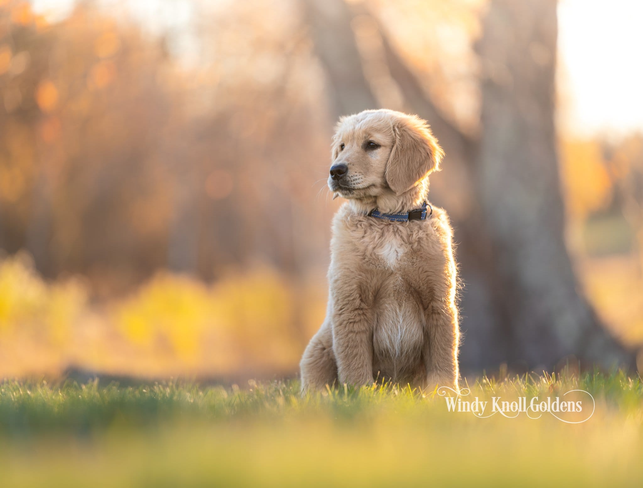 Charlie, a light golden retriever puppy in a blue collar, sitting in the grass in the warm evening light at Windy Knoll Goldens in Bradford, Maine.