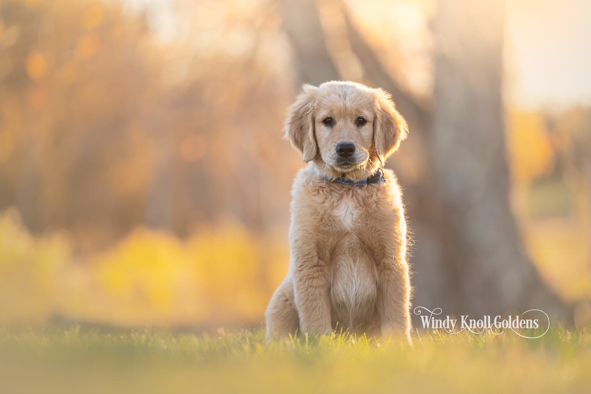 Charlie, a golden retriever puppy in a blue collar, sitting under an oak tree at sunset at Windy Knoll Goldens
