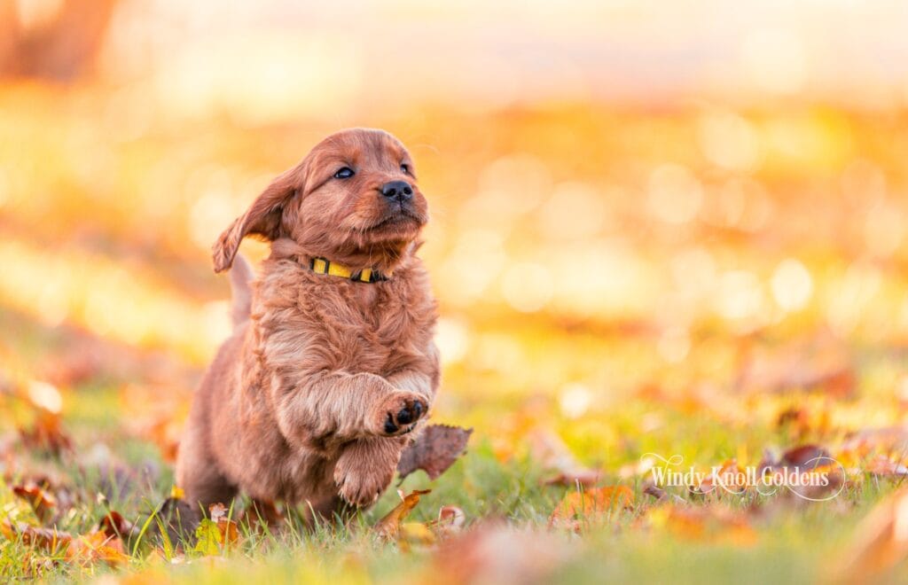 Cinderella, a dark red golden retriever puppy, bounding through the grass and fall leaves at Windy Knoll Goldens
