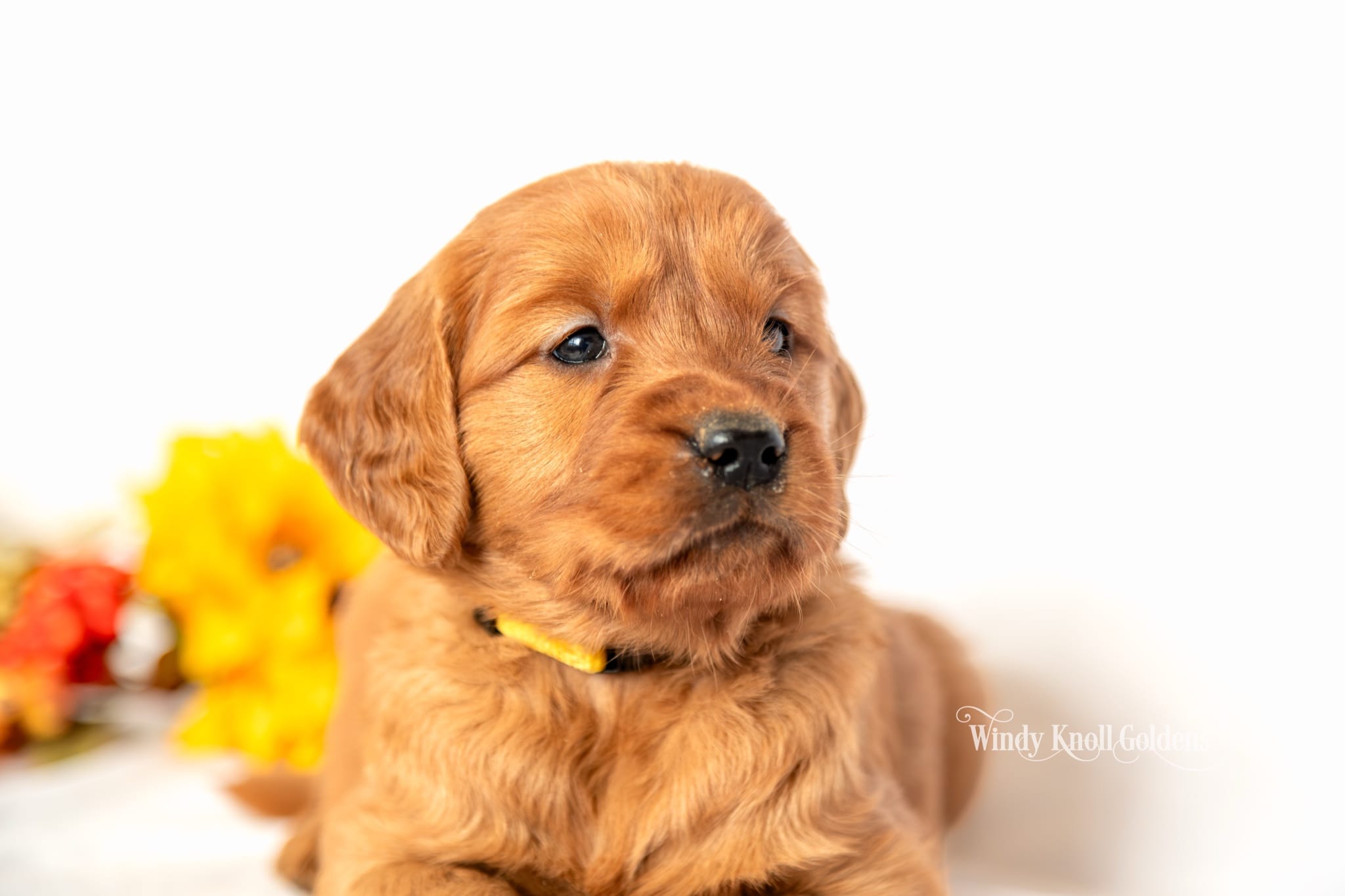 Cinderella, a red golden retriever puppy from Windy Knoll Goldens, close up headshot with fall flowers